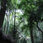 [旅行] 京都嵐山 行ってきた その１ さすが京都 どこ見てもキレイ